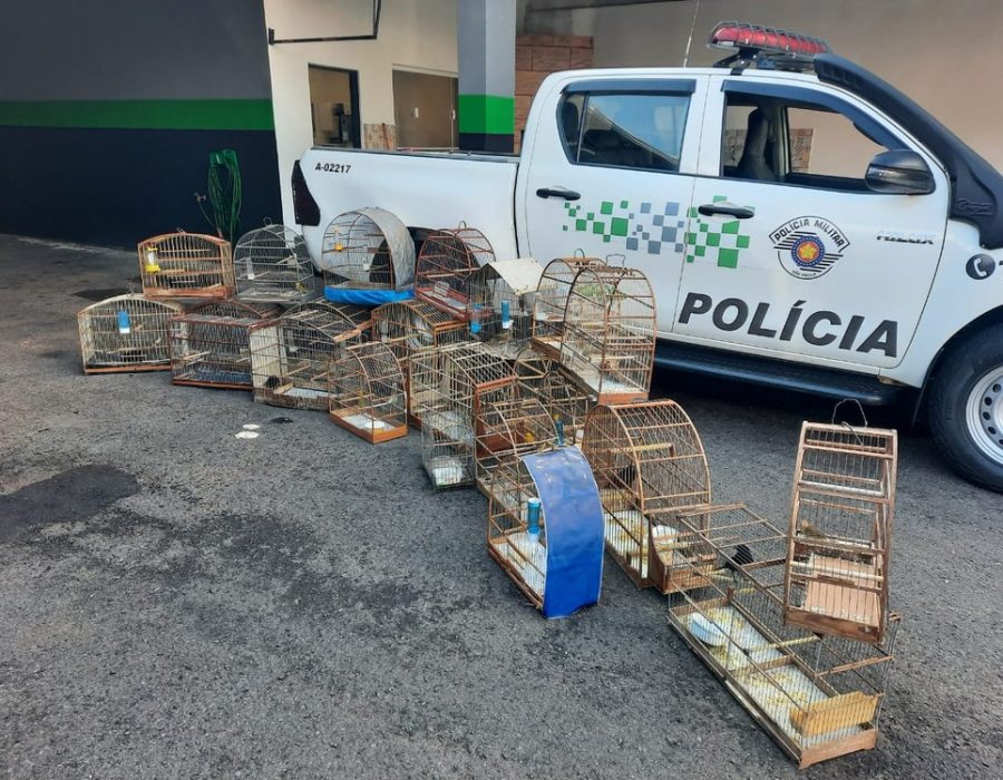 passaros-lins-070421