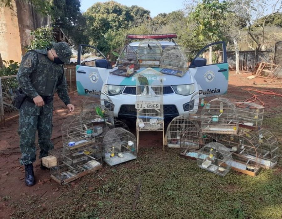 passaros-santa-cruz-rio-pardo-080720