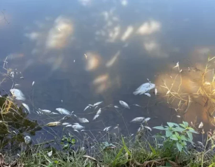 peixes-mortos-cerquilho-230424-768x428