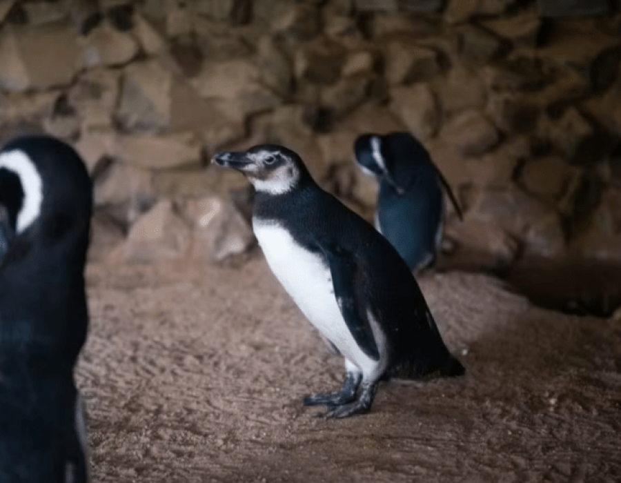 pinguim-de-magalhaes-zoo-bauru-010124-768x511