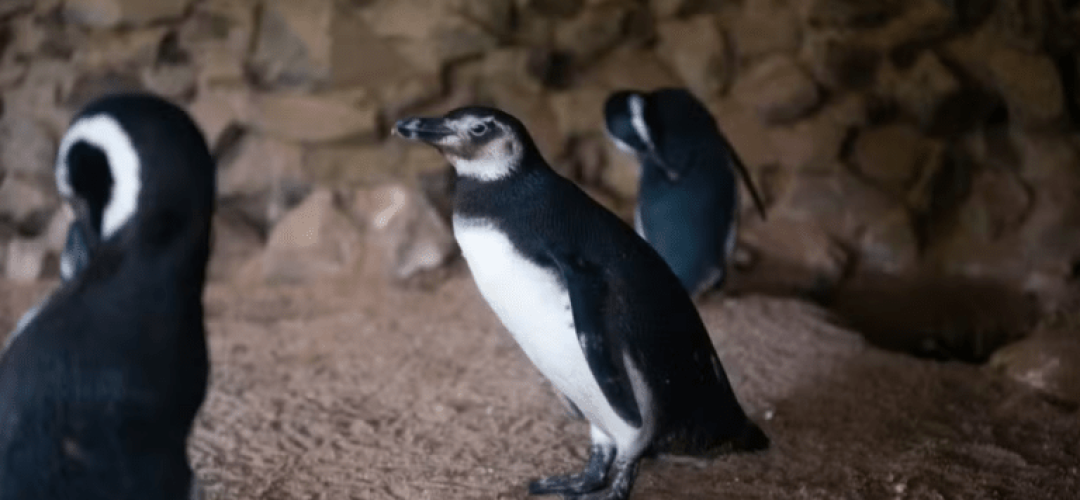 pinguim-de-magalhaes-zoo-bauru-010124-768x511