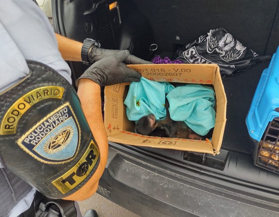 policia-rodoviaria-2-