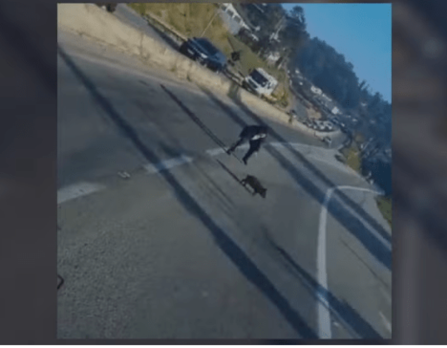 Porco causa confusão no trânsito na Rodovia Raposo Tavares (SP-270), em São Roque — Foto: São Roque Notícias/Reprodução