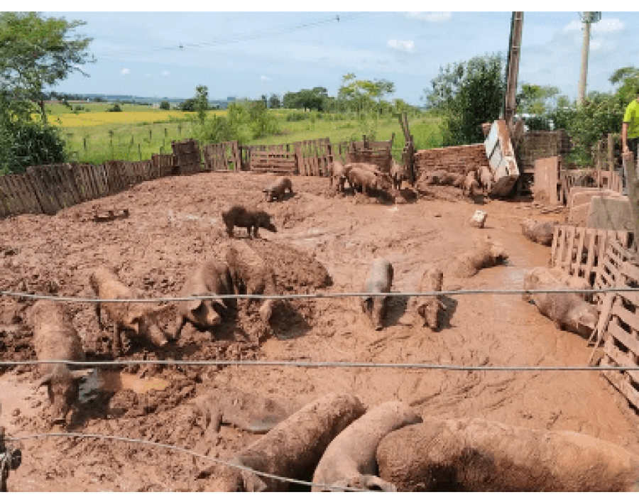 porcos-maus-tratos-limeira-150323