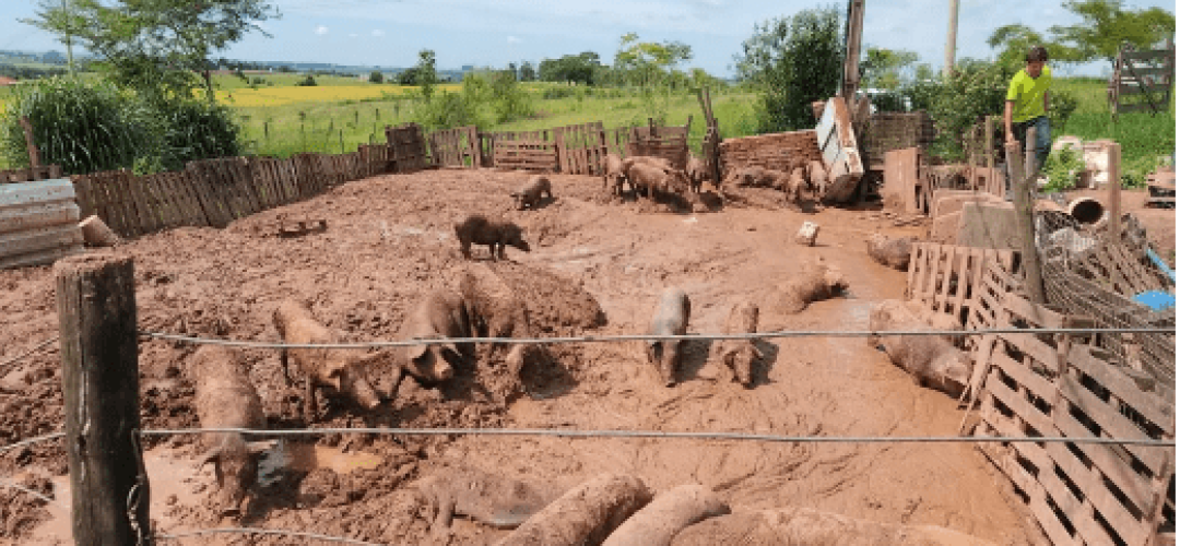 porcos-maus-tratos-limeira-150323