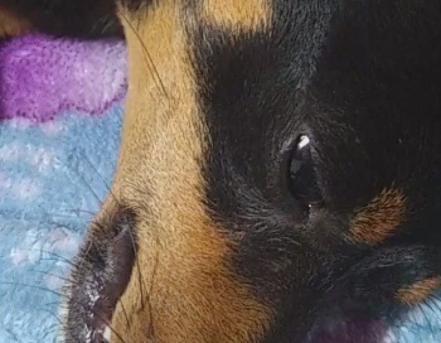 pratania-registra-envenenamento-e-esfaqueamento-de-caes-cao2