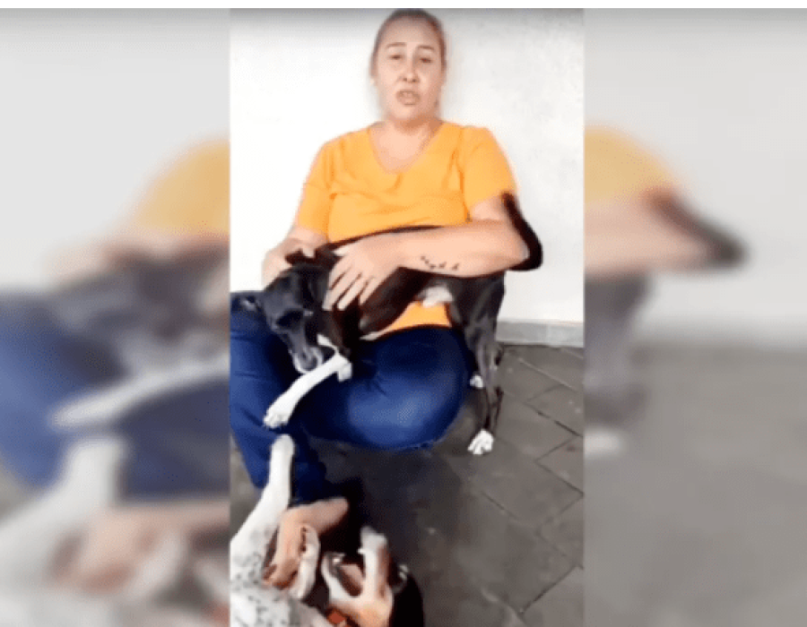 reclamação e latido