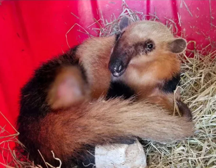 tamandua-mirim-jundiai-250624