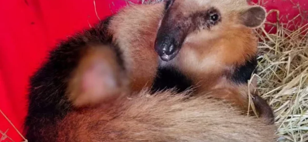 tamandua-mirim-jundiai-250624