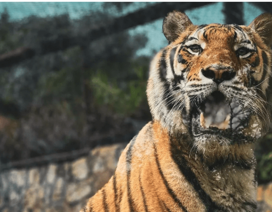 tigre-zoologico-bauru-251123