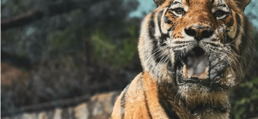tigre-zoologico-bauru-251123