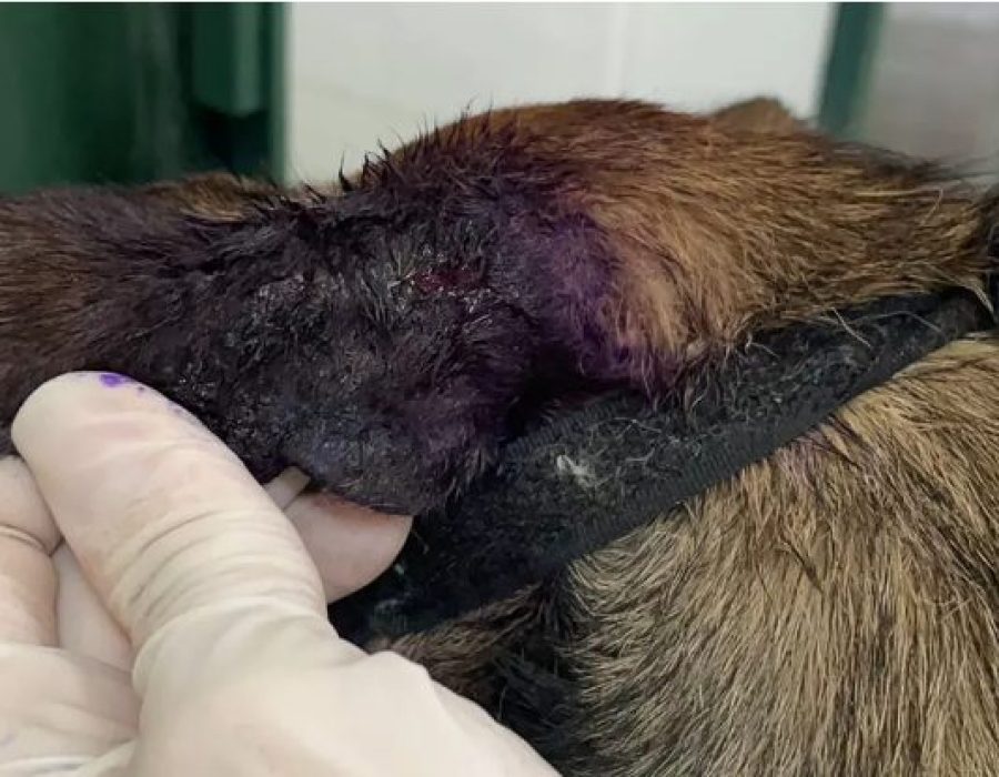 tiro-cachorro-piracicaba-310322