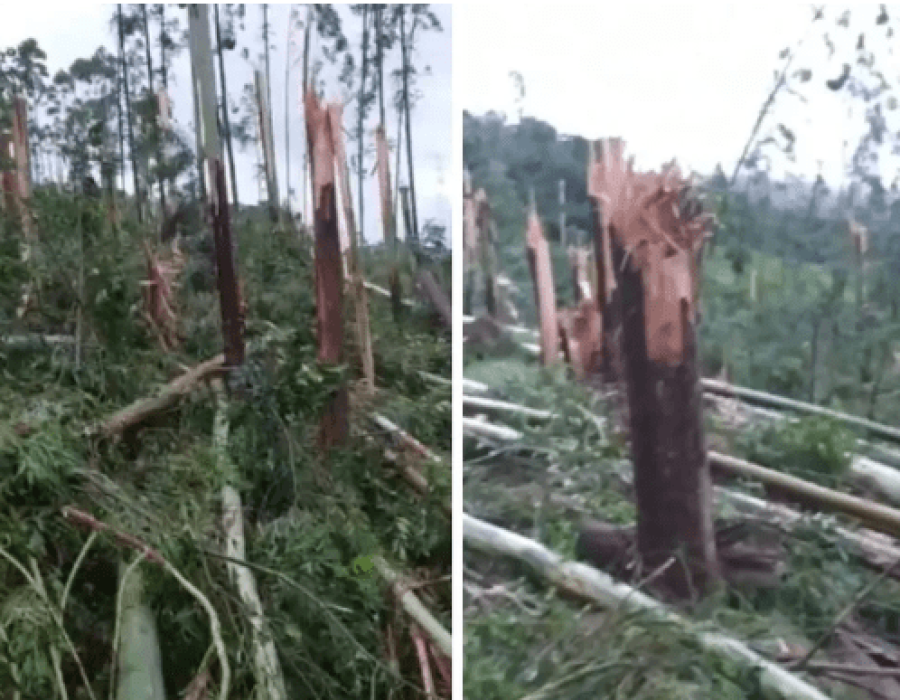 tornado-sc-arvores-161123