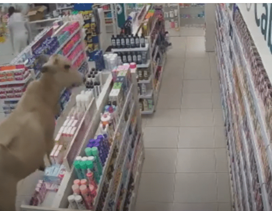 vaca-farmacia-110323