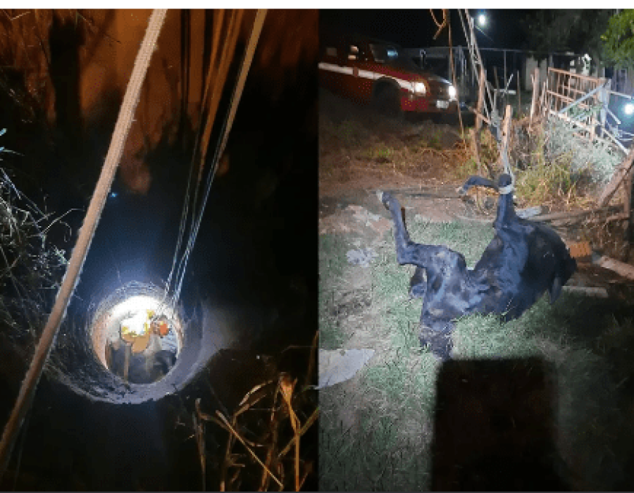 vaca-poco-tupa-140523