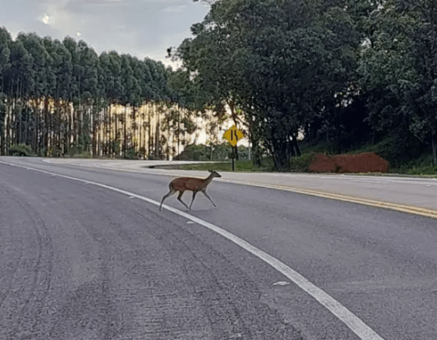 veado-catingueiro-rondon-botucatu-310124-768x391