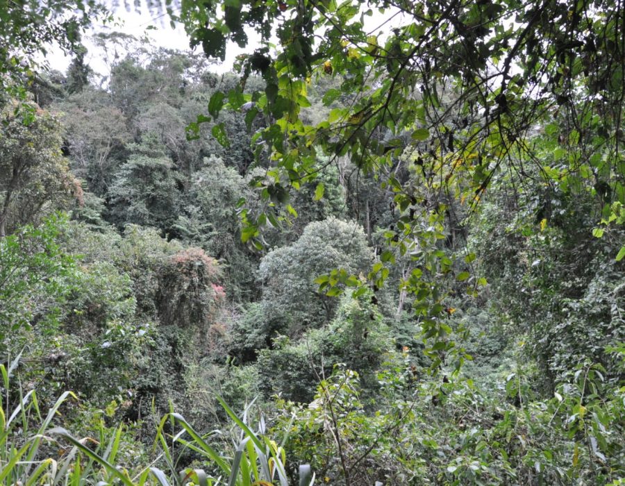 vegetacao-nativa-btu-270720-1536x1020