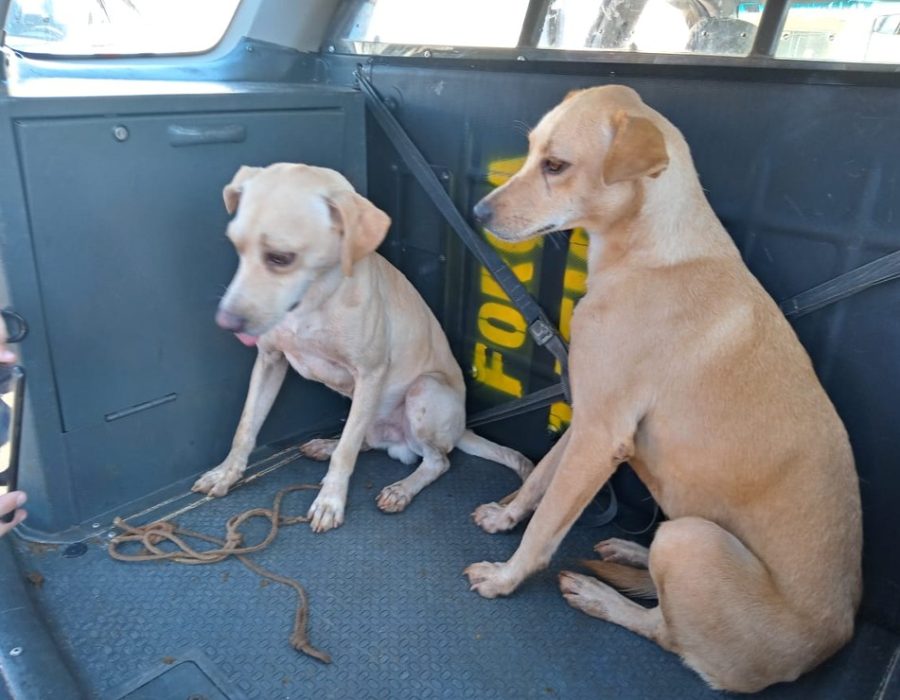 whatsapp-image-2021-05-03-at-13.28.38