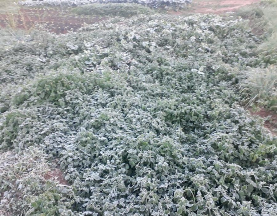 whatsapp-image-2021-07-19-at-11.55.28