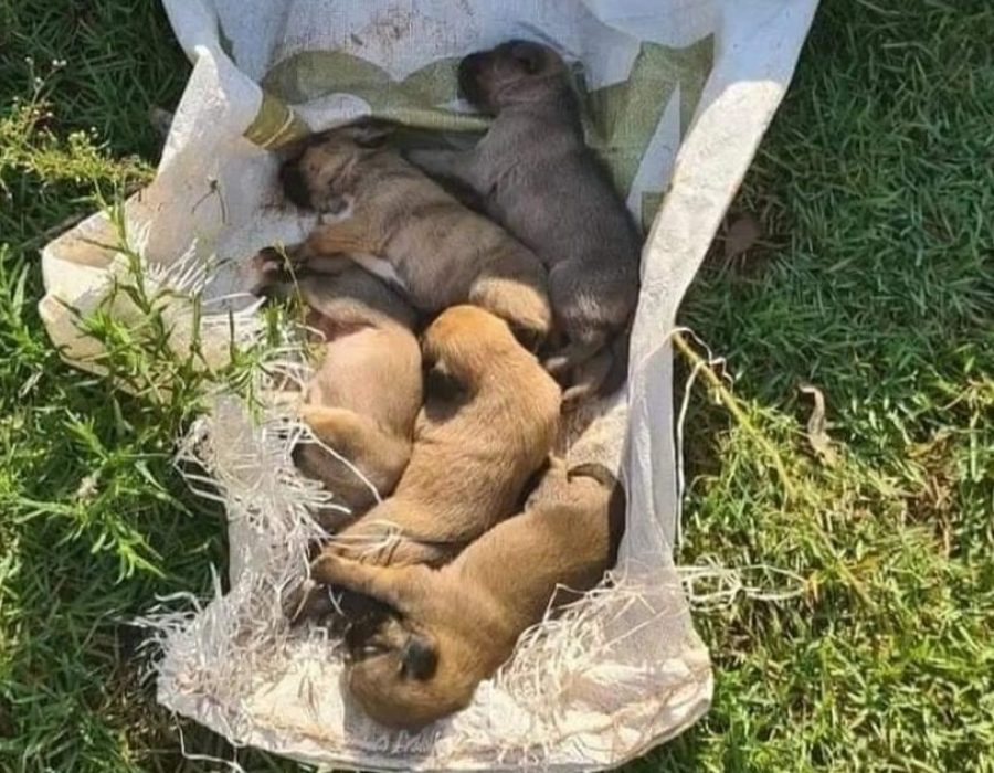 whatsapp-image-2022-03-02-at-17.47.21